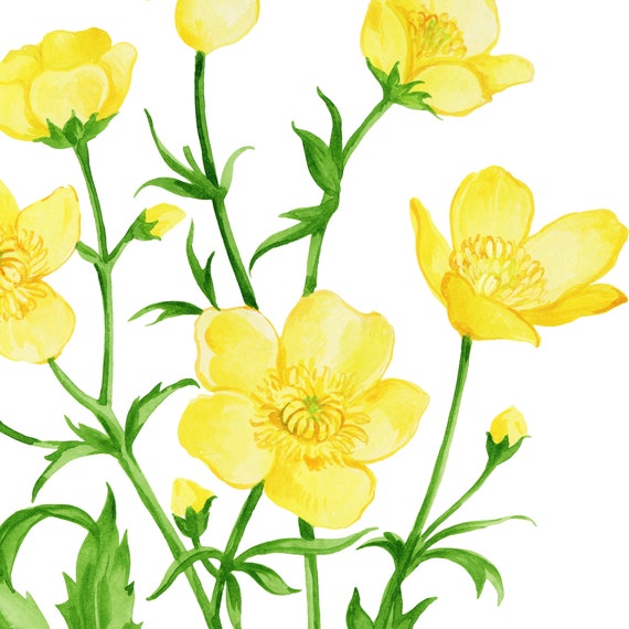 Buttercup Flowers Watercolor Wall Art Print Meadow Buttercups