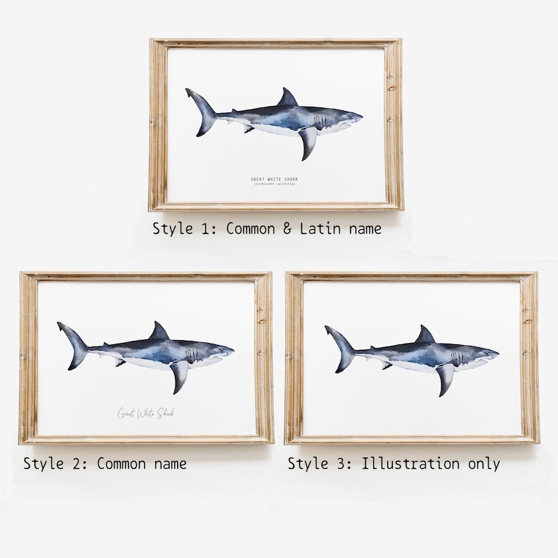 May include: Three framed prints of a watercolor illustration of a great white shark. The first print includes the common and Latin name of the shark. The second print includes only the common name. The third print is just the illustration.