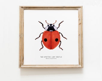 Two-spotted ladybug, ladybird, lady beetle print | living room, dining, bedroom, bathroom décor | gallery wall | kids nursery art poster