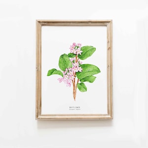 Mayflower hand painted watercolour art | Botanical wall décor | Massachusetts state flower | Trailing arbutus Epigaea repens mayflowers
