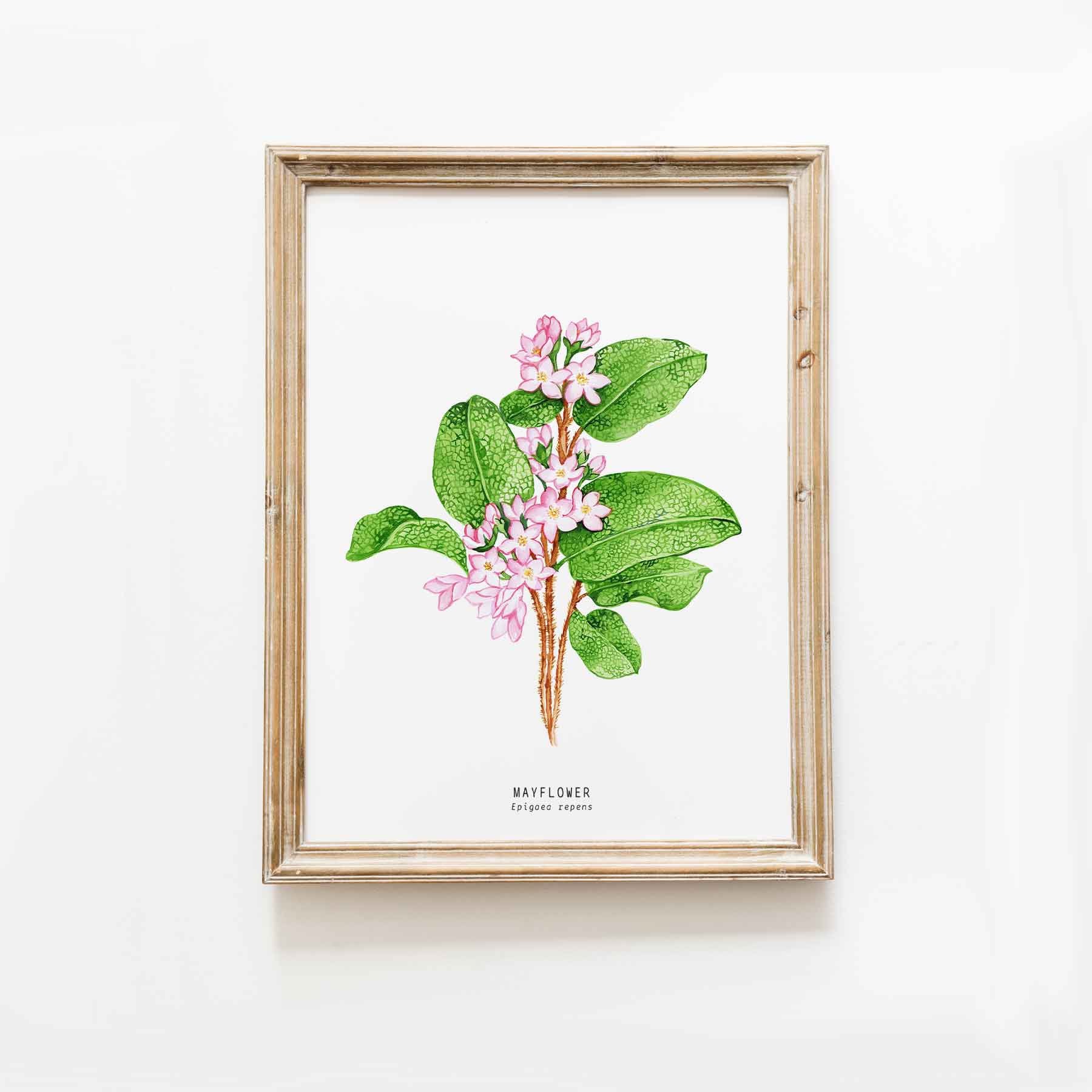 メイフラワーの手描き水彩画 | 植物の壁飾り | マサチューセッツ