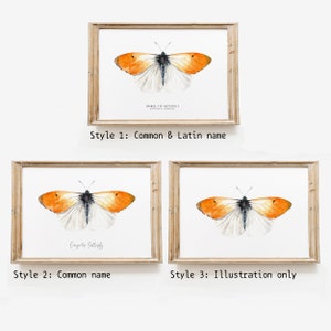 Orange-tip butterfly watercolor print Anthocharis cardamines wall art Housewarming fine art Butterfly lover gifts Home décor gift image 8