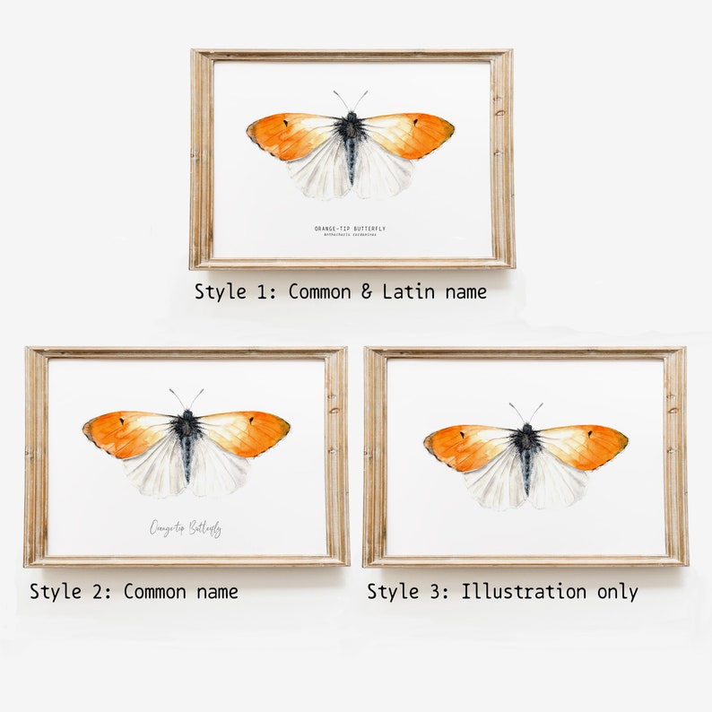 Orange-tip butterfly watercolor print Anthocharis cardamines wall art Housewarming fine art Butterfly lover gifts Home décor gift image 8