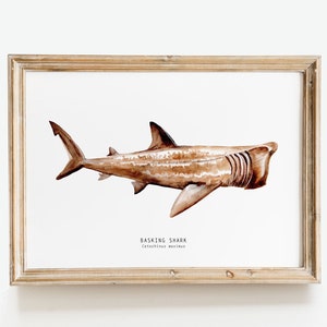 Basking Shark wall art | shark wall décor | watercolour shark | nautical themed living room décor | kids room print | Cetorhinus maximus