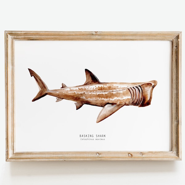 Basking Shark wall art | shark wall décor | watercolour shark | nautical themed living room décor | kids room print | Cetorhinus maximus