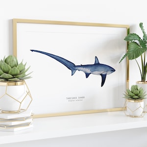 Thresher Shark watercolor fine art print shark lover poster bathroom nature wall art Sharks of the World home décor Alopias vulpinus image 3