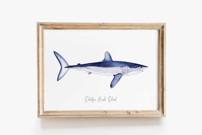 May include: A framed watercolor illustration of a blue and white shark with the text "Shortfin Mako Shark" below it.