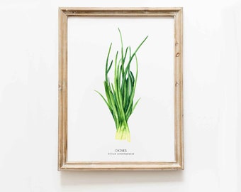 Chives herb print | Watercolor Herb wall decor | Homeschool educational wall art | Culinary herbs poster | Spring onion kitchen wall art