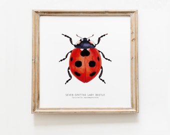 Seven-spotted ladybug, ladybird, lady beetle print | living room dining, bedroom, bathroom décor | gallery wall | kids nursery wall art gift