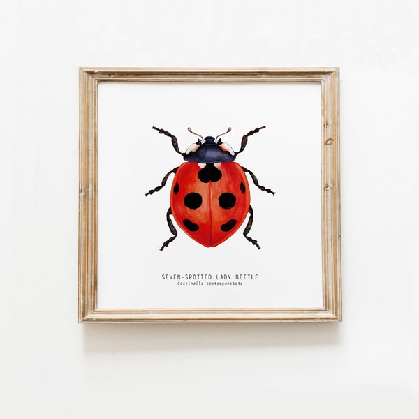 Seven-spotted ladybug, ladybird, lady beetle print | living room dining, bedroom, bathroom décor | gallery wall | kids nursery wall art gift