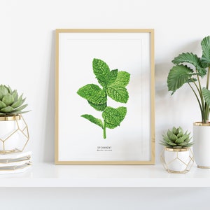 Spearmint herb print Kitchen decor herb print Homeschool educational wall art Watercolor gift idea Culinary poster Unique birthday image 2