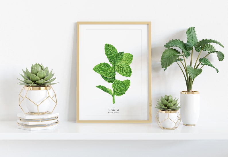 Spearmint herb print Kitchen decor herb print Homeschool educational wall art Watercolor gift idea Culinary poster Unique birthday image 2