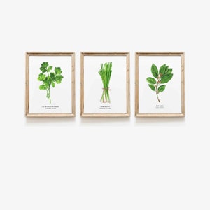 Set of 3 hand painted art prints | Herb art collection | Housewarming gift | Chef gift | Home wall herbs décor | Botanical kitchen wall art