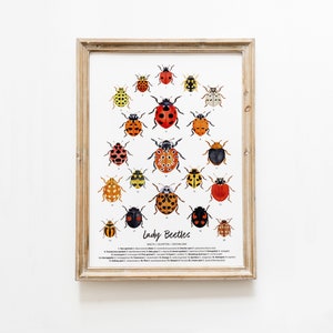 Lady Beetles art print | Ladybugs, Ladybirds | living room, nursery wall décor prints | poster gift for girl | nature watercolour painting