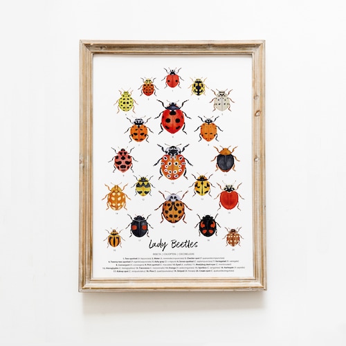 Wall Art Lady Beetle - Until Pty Ltd main image 0