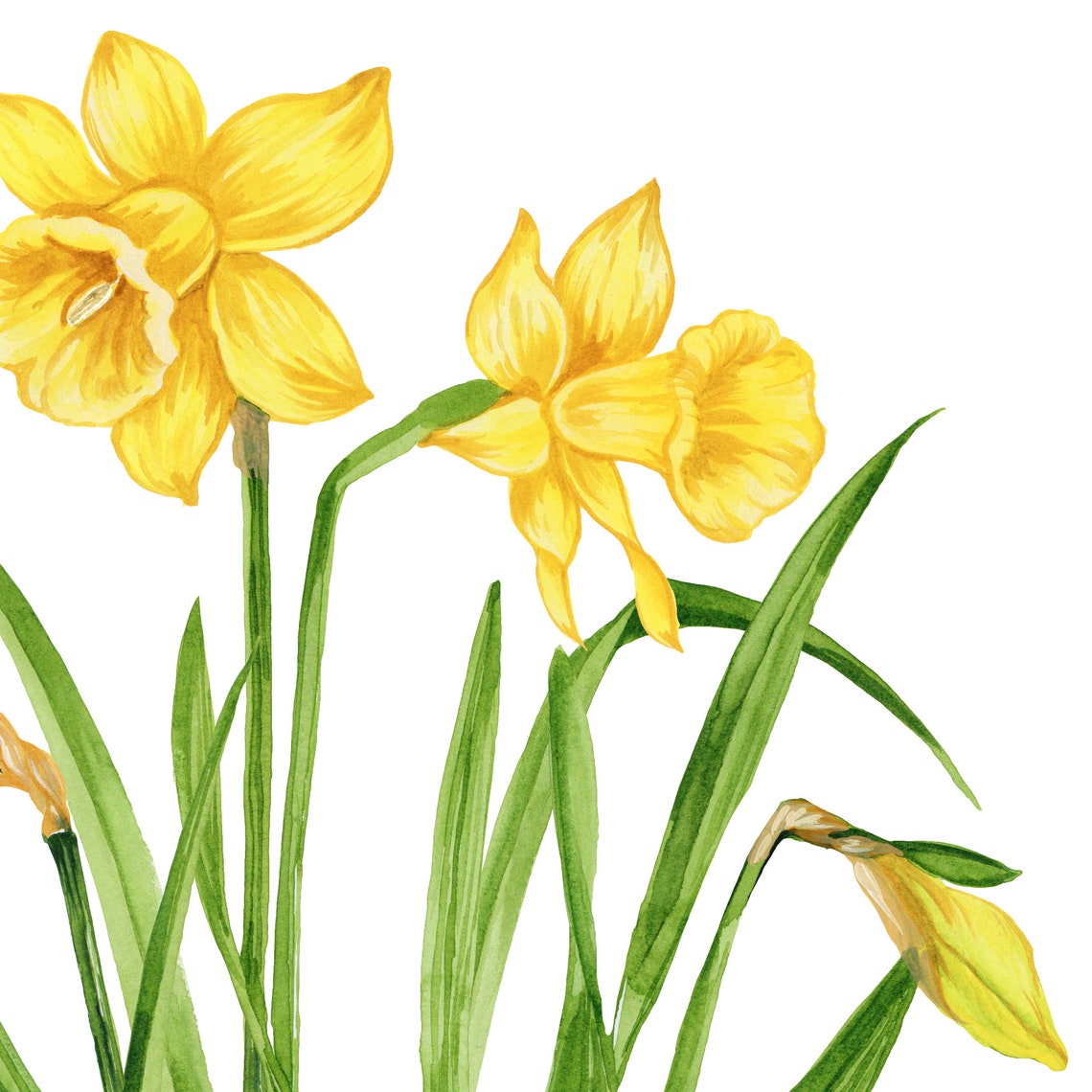 Daffodil watercolor print Welsh national flower St Etsy