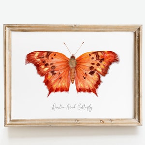 Question mark butterfly print Polygonia interrogationis watercolor art butterflies lover wall décor Nursery, living room girls gifts image 10