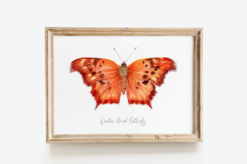 Question mark butterfly print Polygonia interrogationis watercolor art butterflies lover wall décor Nursery, living room girls gifts image 10