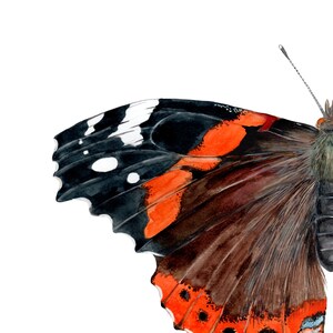 May include: Close-up of a red admiral butterfly wing with black, white, and orange markings. The wing is partially open, showing the intricate details of the pattern.