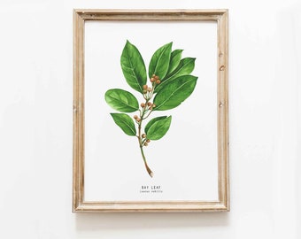 Bay leaf herb print | Herb wall art | Entry wall décor | Kitchen culinary herbs poster | Bay leaves | Bay laurel | Office décor | Dorm art