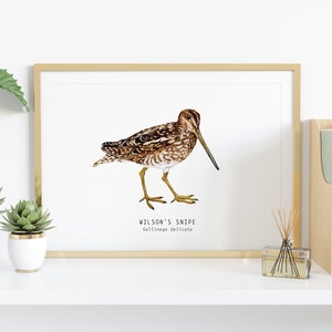 Wilson's Snipe bird wall art Bird lover's gift Watercolour beach house decor Nursery wall decor Bedroom wall art Educational print image 2