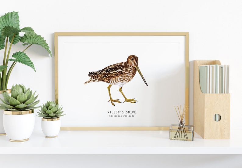 Wilson's Snipe bird wall art Bird lover's gift Watercolour beach house decor Nursery wall decor Bedroom wall art Educational print image 2