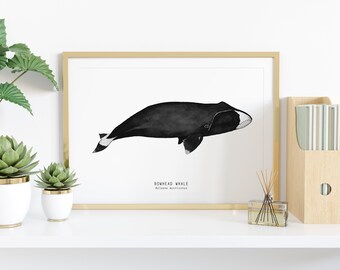 ホッキョククジラのファインアートプリント | クジラの水彩画プリント