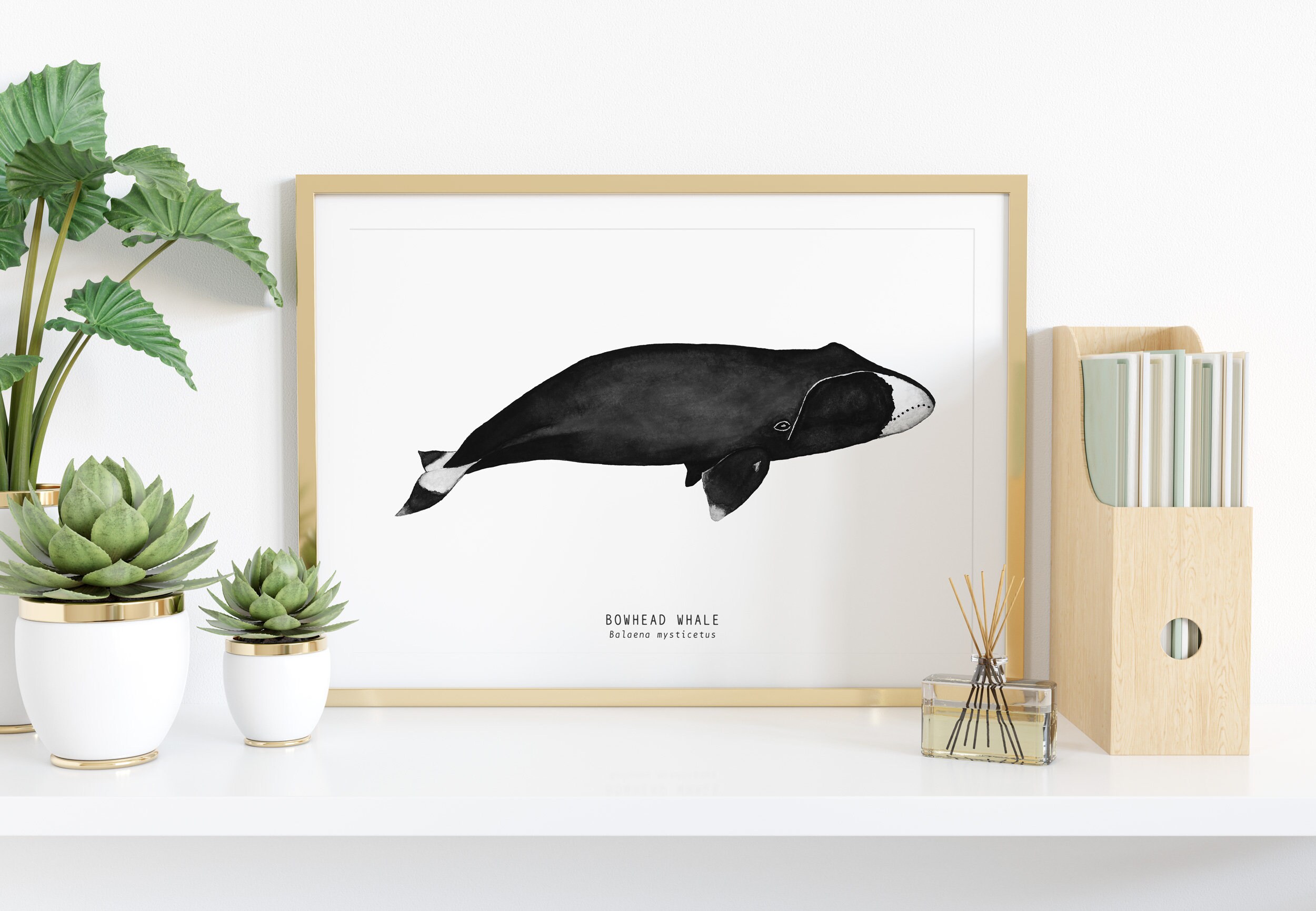 ホッキョククジラのファインアートプリント | クジラの水彩画プリント