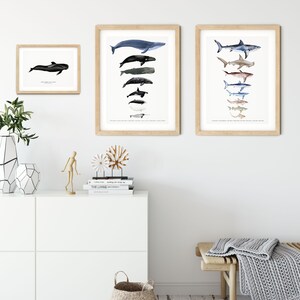 Long-finned Pilot Whale watercolor art From our 'Toothed Whales' series Great for the bedroom or nursery image 7