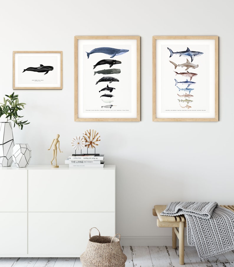 Long-finned Pilot Whale watercolor art From our 'Toothed Whales' series Great for the bedroom or nursery image 7