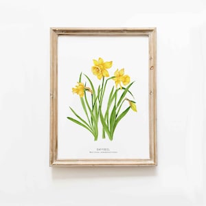 Daffodil watercolor print | Welsh national flower | St David's Day wall décor | Wales | Wild daffodils, lent lily Narcissus pseudonarcissus