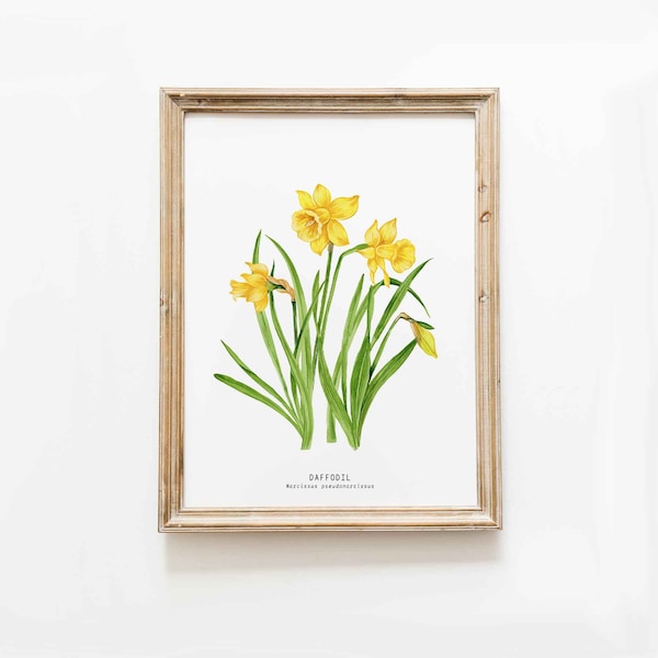 Aquarelle jonquille | Fleur nationale du Pays de Galles | Décoration murale de la Saint-David | Pays de Galles | Jonquilles sauvages, lys du Carré Narcissus pseudonarcissus