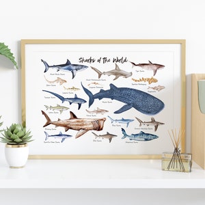 Sharks of the World wall art Nautical home decor Ocean animals wall decor Housewarming gift Nursery decor Beach decor Shark gift image 2