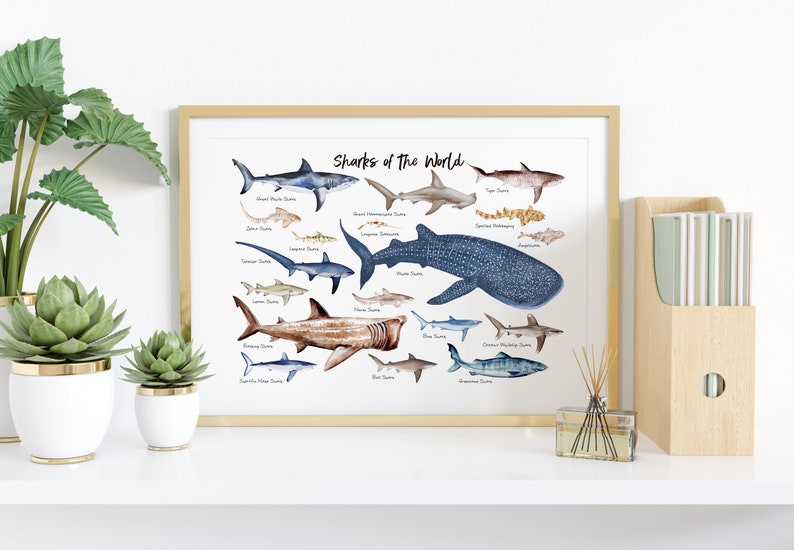 Sharks of the World wall art Nautical home decor Ocean animals wall decor Housewarming gift Nursery decor Beach decor Shark gift image 2