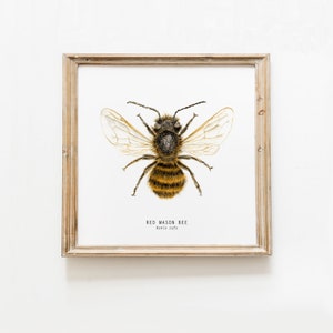 Stampa artistica ape rossa / Arte acquerello / Arte murale api / Guida naturalistica Montessori / Stampa artistica per bambini / Regalo di belle arti ape