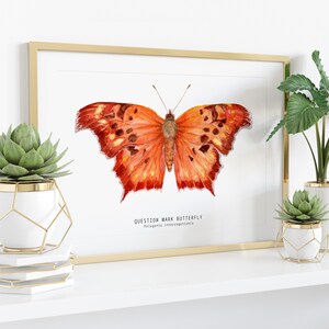 Question mark butterfly print Polygonia interrogationis watercolor art butterflies lover wall décor Nursery, living room girls gifts image 3