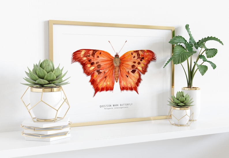 Question mark butterfly print Polygonia interrogationis watercolor art butterflies lover wall décor Nursery, living room girls gifts image 3