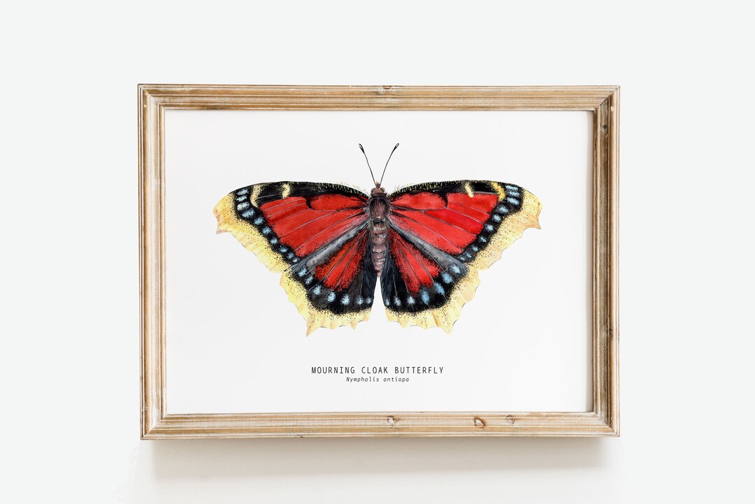 Mourning Cloak Butterfly Art Print | Nymphalis Antiopa Décor ...