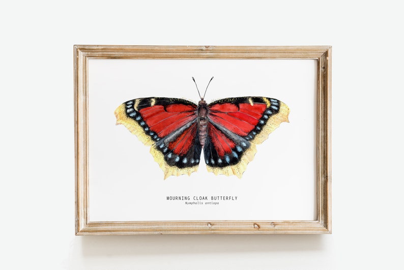 Mourning Cloak Butterfly Art Print Nymphalis Antiopa Décor | Etsy