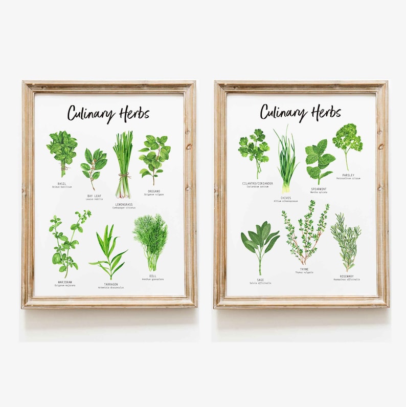 Set of 2 Botanical Herbs prints Herbs wall art for the kitchen Gardening gift Housewarming gift Foodie gift Herb Kitchen decor image 1