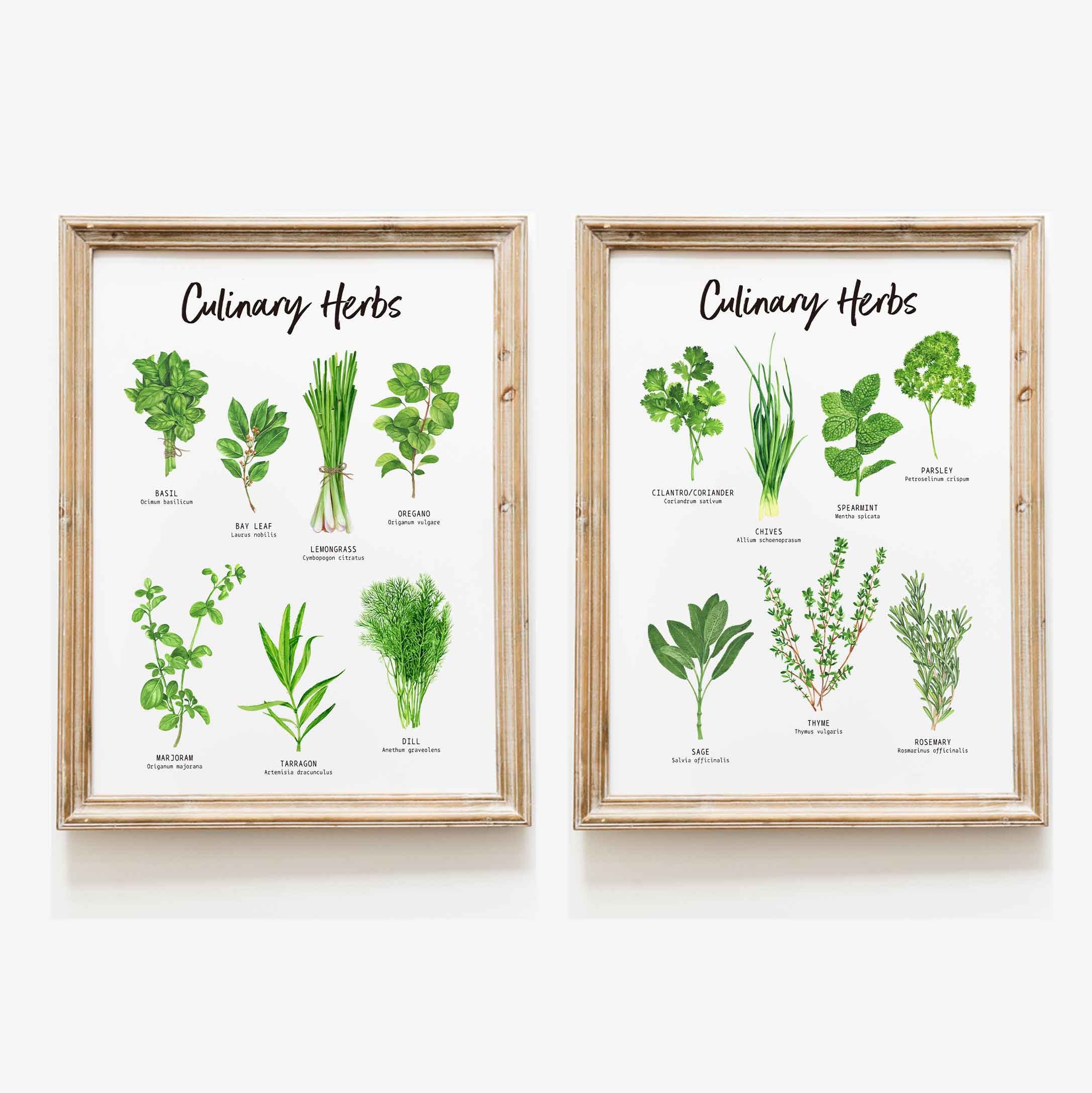 Set of 2 Botanical Herbs prints Herbs wall art for the | Etsy