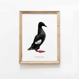 Schwarze Guillemot Wandkunst | Strandhaus Wanddekor | Küstenvögel Poster | Badezimmer Kunstdruck | Einzigartiges Wohndekor | Einweihungsgeschenk