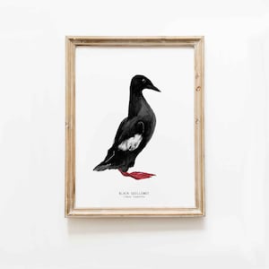 Black Guillemot wall art Beach house wall decor Shorebirds poster Bathroom art print Unique home decor Housewarming gift image 1