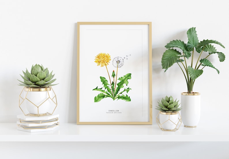 Dandelion wildflower nature print Floral kitchen dining room wall art Home flower art décor Taraxacum officinale dandelions image 2