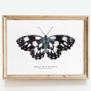 Mariposa de acuarela blanca jaspeada / Impresión artística de Melanargia galathea / Póster para amantes de las mariposas / Decoración de pared natural para cuarto de baño o guardería