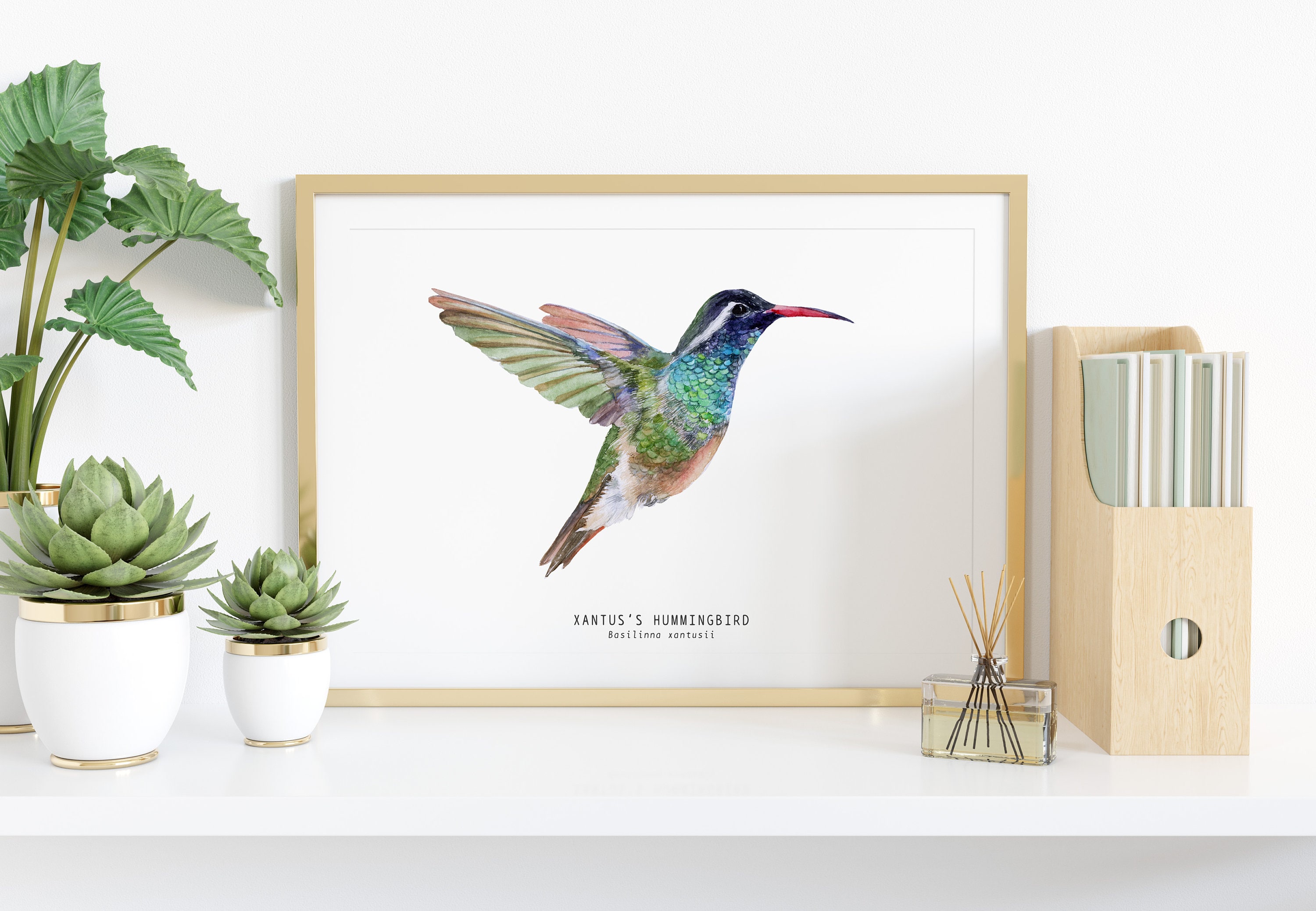 Xantus's Kolibrie aquarel fine art print | vogelliefhebberposter | kunst  aan de muur natuur | Xantu kolibries woondecoratie | Basilinna xantusii -  Etsy België, image size:3000x2077
