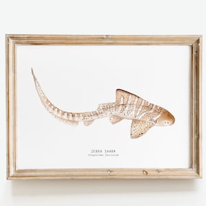 Zebra Shark watercolor fine art print | nature wall art | home décor | children&#39;s bedroom wall art | coastal prints | Stegostoma fasciatum