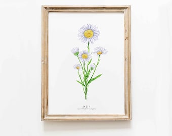 Daisy hand painted watercolor art print | botanical poster | living, dining room kitchen décor | Oxeye daisies, Leucanthemum vulgare daisies