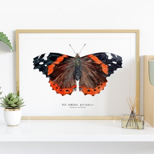 Red Admiral butterfly art print Vanessa atalanta watercolor wall décor bedroom, bathroom art poster living room, nursery, animal gift image 2