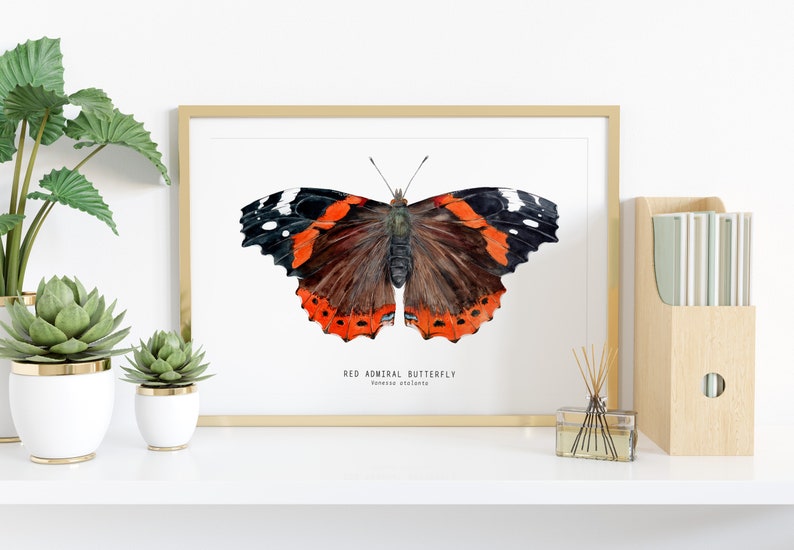 Red Admiral butterfly art print Vanessa atalanta watercolor wall décor bedroom, bathroom art poster living room, nursery, animal gift image 2